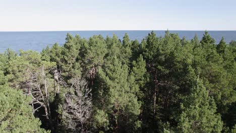 Drone-rises-between-pine-tree-canopy-to-reveal-clear-open-blue-ocean-and-sky