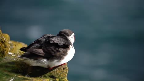 Wild-Atlantic-puffin-seabird-in-the-auk-family-in-Iceland.