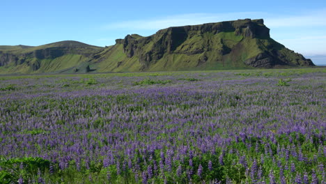 Campo-De-Flores-De-Lupino-En-Vik-Islandia.