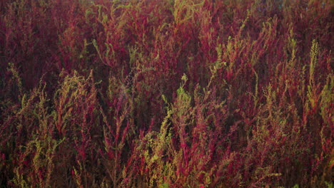 Pink-color-Herbaceous-seepweed-or-herbaceous-seepweed-and-annual-seablite-at-Gaetgol-Eco-Park