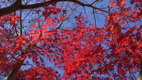 Looking-up-at-red-maple-leaves-against-blue-sky,-slow-motion