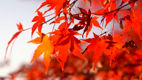 Cinematic-close-up-of-red-Japanese-maple-leafs-during-autumn-colors