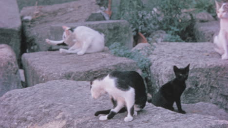 Gatos-Callejeros-Acicalándose-Sobre-Las-Rocas-Al-Aire-Libre-En-Roma-En-1960