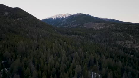 Drone-Sobre-Pinos-Acercándose-Al-Monte-Princeton-En-Las-Montañas-Rocosas-De-Colorado