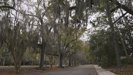 Savannah-Georgia-street-with-palm-trees-and-spanish-moss-with-leaves-on-road