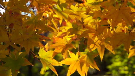 Yellow-maple-leaf-trees,-close-up-slow-motion