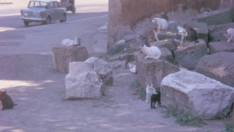 Stray-Cats-Resting-on-Rocks-on-the-Side-of-the-Street-in-Rome-in-1960s