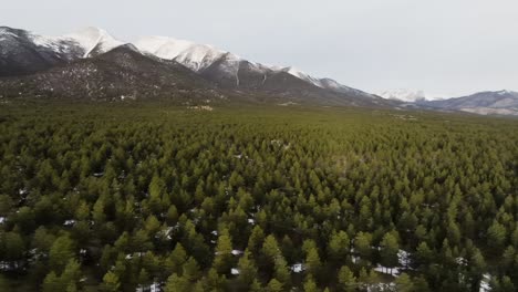 Establishing-shot-of-pine-trees-on-Mount-Princeton-in-the-Rocky-Mountains-in-Colorado-during-sunrise