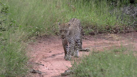 Female-leopard-next-to-cub-by-green-grass-stands-up-and-walks-closer