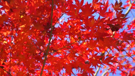 Frame-filling-vibrant-red-Japanese-maple-leaves-tree-in-slow-motion