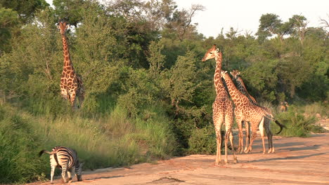 Zebras-Laufen-Zur-Goldenen-Stunde-An-Giraffen-In-Der-Afrikanischen-Buschlandschaft-Vorbei