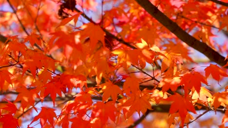 Vibrant-autumn-color-maple-leaves-softly-waving-in-slow-motion