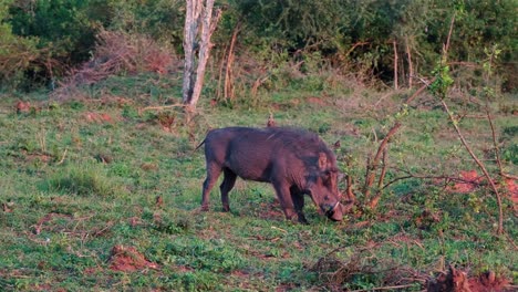 Warthog-Grazing-In-Field-During-Sunset-In-Uganda,-Africa---Wide-Shot