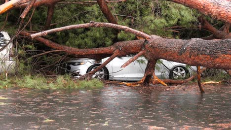 tree-falls-on-car---storm