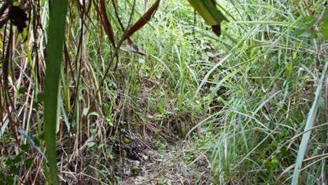 Going-through-a-hole-in-the-jungle,-jaen,-cajamarca-4k
