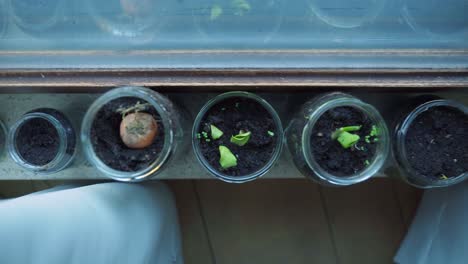 Recycelte-Glasgefäße,-Die-Zum-Anpflanzen-Von-Gemüse-Wiederverwendet-Werden,-Nahaufnahme-Des-Kürbiskernwachstums