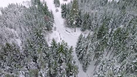Vista-Aérea-De-Pájaro-Sobre-Un-Cruce-De-Dos-Caminos-En-Medio-De-Un-Bosque-Invernal-Cubierto-De-Nieve