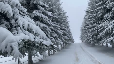 In-Brasov,-Romania,-there-is-a-beautifully-adorned-ancient-road,-lined-with-snow-covered-fir-trees,-that-creates-a-captivating-cinematic-vintage-atmosphere