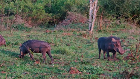 Warthogs-Grazing-In-The-Savanna-In-Uganda,-Africa---Wide-Shot