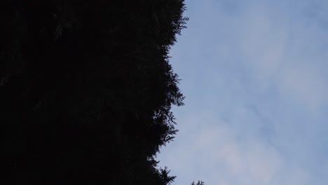 Dunkle-Bäume-Während-Eines-Bewölkten-Blauen-Stundenhimmels,-Perspektivische-Aufnahme-Von-Unten-Nach-Oben