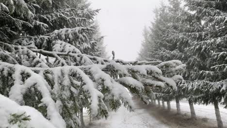 In-Brasov,-Romania,-an-ancient-road-is-beautifully-adorned-by-snow-covered-fir-trees,-creating-a-captivating-cinematic-vintage-atmosphere