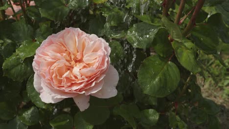 Pouring-water-on-a-rose-bush-in-a-garden