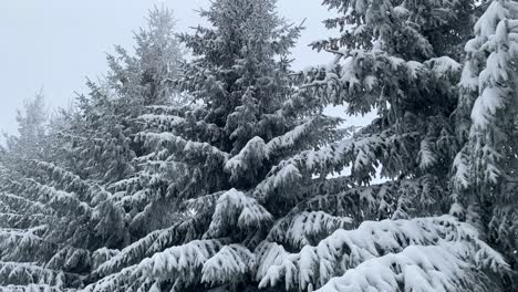 Brasov,-Rumänien,-Bietet-Eine-Faszinierende-Winteratmosphäre-Mit-Seinem-Malerischen-Blick-Auf-Schneebedeckte-Tannenbäume,-Die-Exquisit-Verziert-Sind