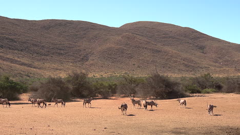 A-herd-of-Oryx-or-Gemsbok-antelope-roaming-an-open-clearing-in-the-arid-Kalahari
