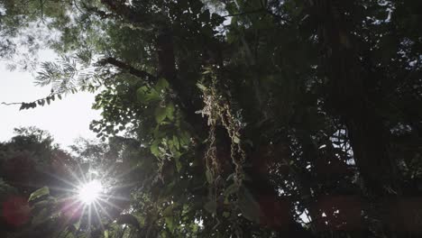 Artistic-shot-inside-rainforest-with-leaves,-vines-and-sun-flare