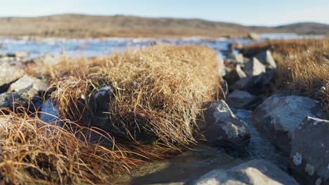 Small-stream-flowing-between-arctic-moss-and-boulders