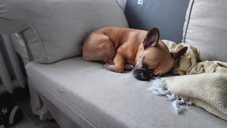 French-Bulldog-lying-down-on-a-grey-sofa-with-a-chewed-blanket,-showing-a-moment-of-rest
