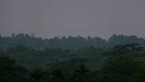Birds-flying-over-dense-forest-at-foggy-dusk-in-Amazon-rainforest