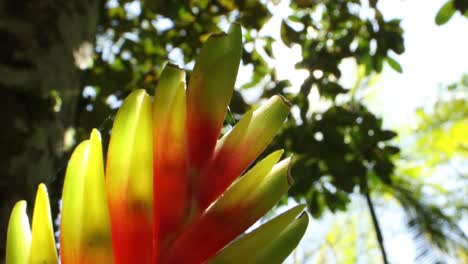 Sun-flare-inside-rainforest-with-focus-on-beautiful-bromeliad-flower