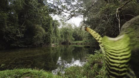 Toma-Cinematográfica-Deslizante-Que-Revela-Un-Hermoso-Río-Dentro-Del-Bosque-En-La-Selva-Atlántica-De-Brasil.