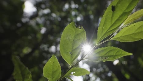 Sun-flare-inside-rainforest-with-focus-on-beautiful-twig-and-leaves