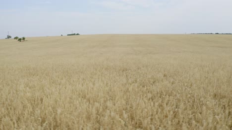 Yellow-field-full-of-ears-of-wheat-from-side-window