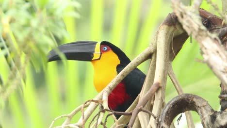 Beautiful-Channel-billed-Toucan-on-tree-inside-Rainforest-in-Brazil-Atlantic-Forest