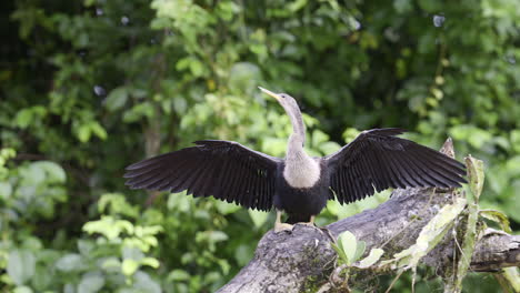 Anhinga-or-Darter-or-Snakebird,-perched-on-a-tree-stump-with-wings-spreaded