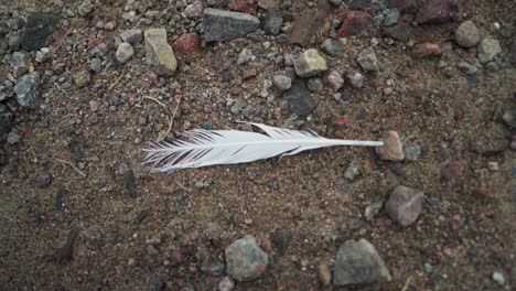 Seagull-feather-left-behind-on-a-rocky-beach