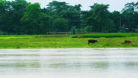 Vacas-Pastando-A-Orillas-Del-Río-En-El-Exuberante-Paisaje-Rural-De-Bangladesh
