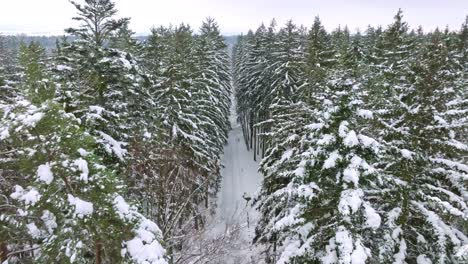 Schneebedeckte-Baumkronen-Im-Wald