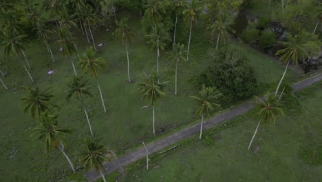 Coconut-trees-and-fields-in-Lombok,-Indonesia-just-after-sunset