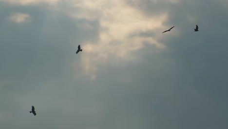 Schwarm-Adler,-Die-Gegen-Den-Grauen-Himmel-Fliegen
