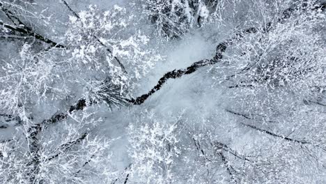 Snow-covered-trees-surround-frozen-creek-winding-below-white-forest-winter-scene,-drone-top-down-rotating