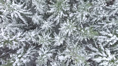 Luftaufnahme-Von-Schneebedeckten-Bäumen-Im-Winter