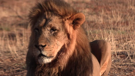 Close-up-shot-of-the-imposing-head-and-mane-of-a-male-lion