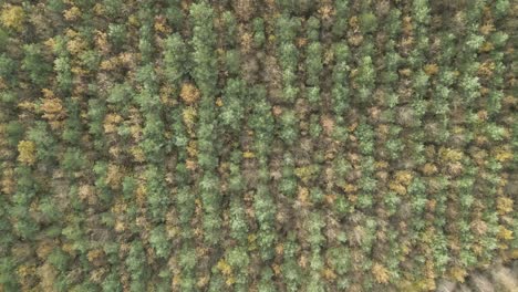 Bird's-Eye-View-Of-Dense-Conifer-Treetops-In-Autumn-Forest