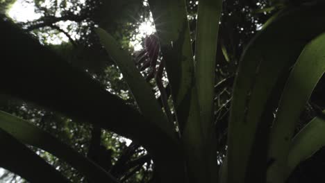 Bromeliad-and-sun-inside-forest---Atlantic-Rainforest,-Brazil