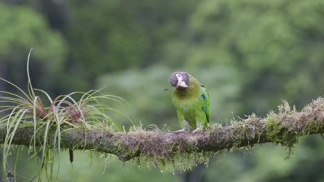 Brown-hooded-parrot--perched-on-branch,-looking-around