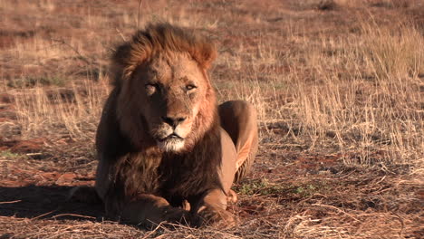 A-male-lion-looks-at-the-camera,-his-mane-blowing-in-the-wind